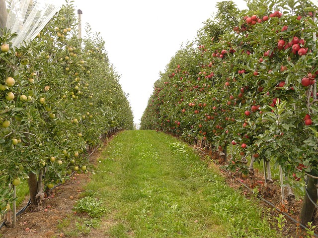 Orchard 61007 640