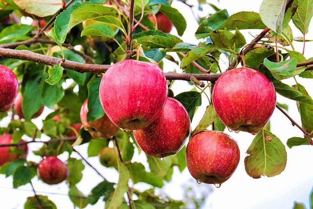 Apples 7107458 640