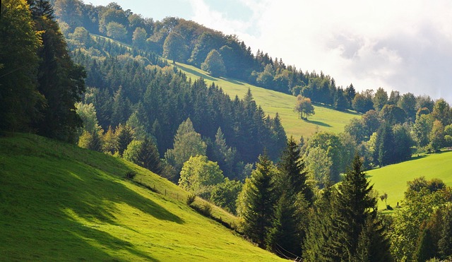 Forest 3756964 640