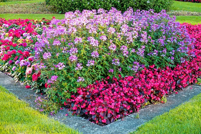 Flower 2631560 640