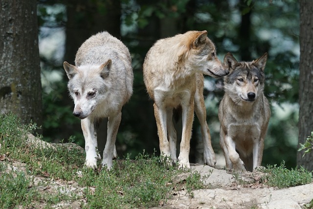 Timber Wolves 907680 640
