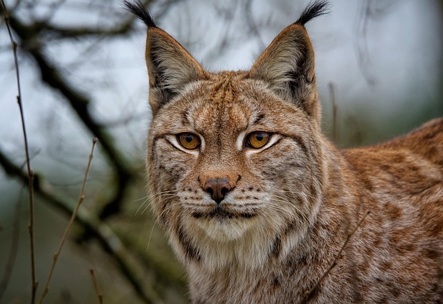 Lynx 7787590 640