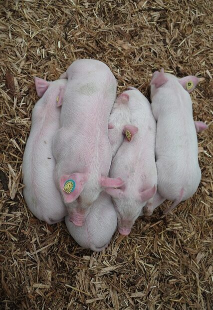 Piglet 3342854 640