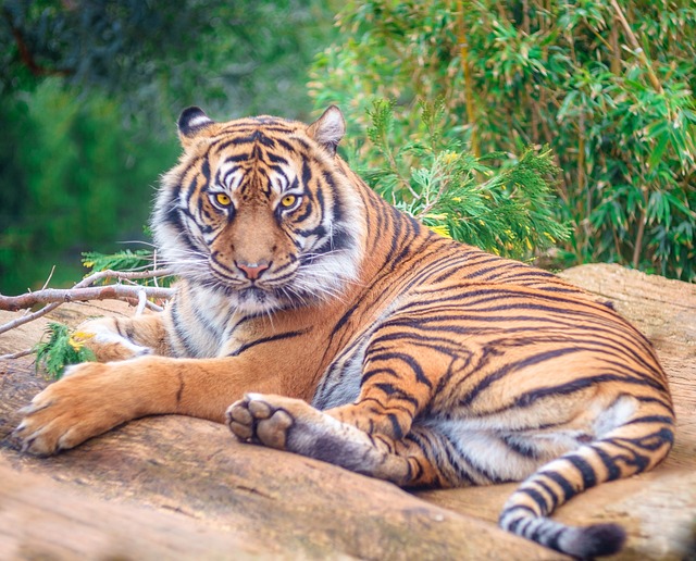 Tiger 3132635 640