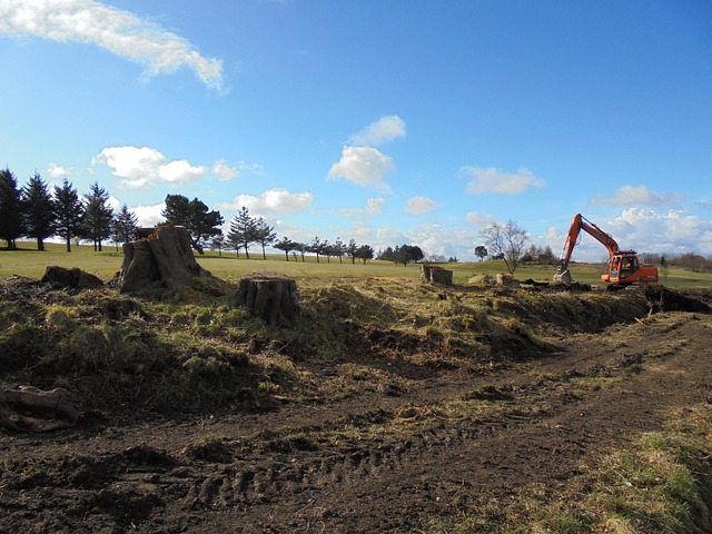 Tree Felling 957140 640
